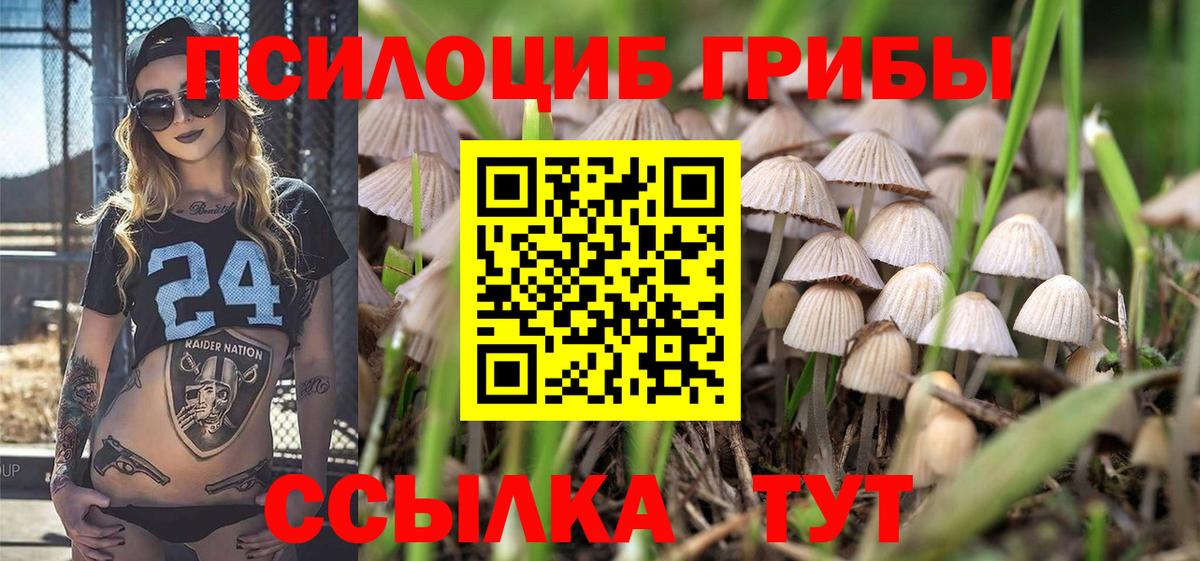 Галлюциногенные грибы Psilocybe  Вход с VPN  Саяногорск 